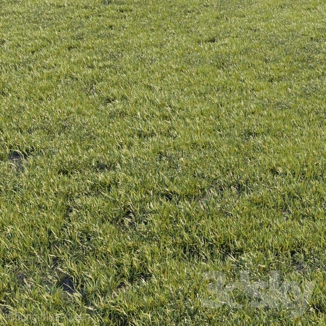 Grass landscape outdoor