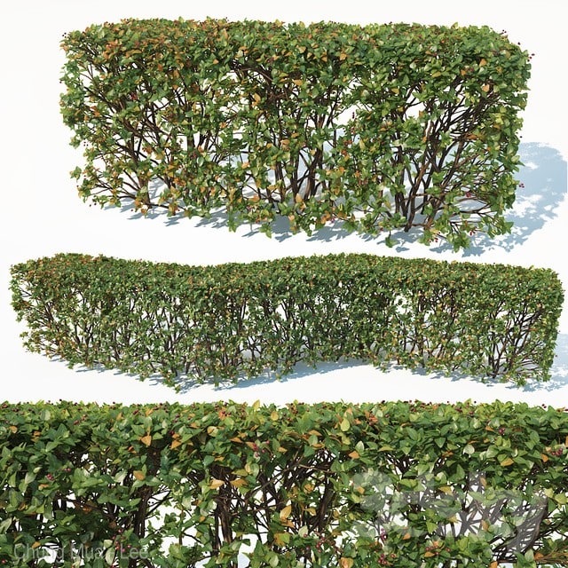 Cotoneaster lucidus # 3 customizable transparent hedge