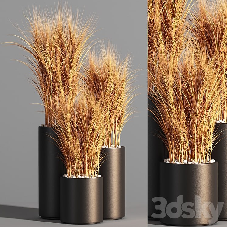 Indoor Plant Set 47 Wheat