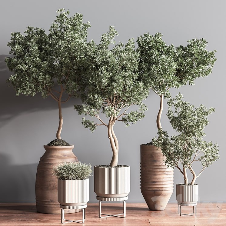 Indoor Plant Set11