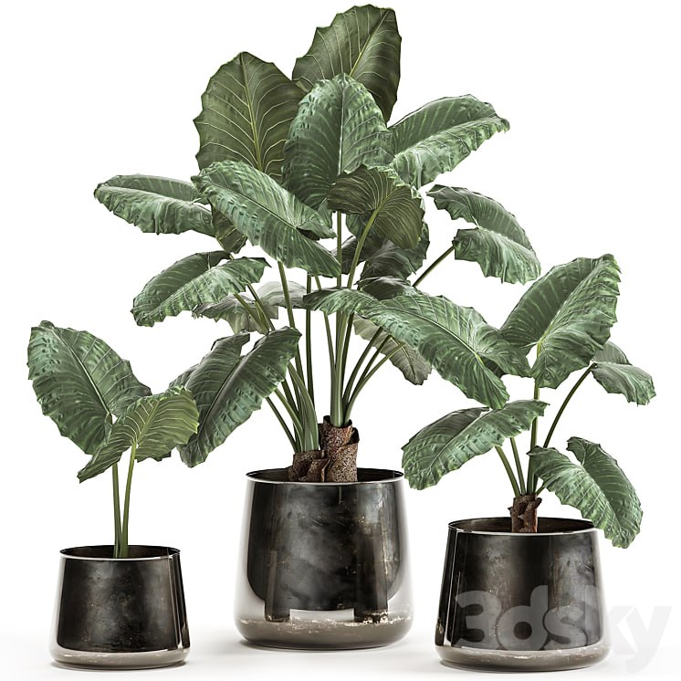 Plant collection alocasia macrorrhiza 881. Alocasia, black flowerpot, pot, loft, luxury flowerpot, flower, pot, bush