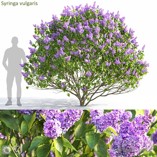 Syringa vulgaris