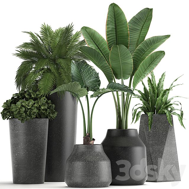 Plant collection 825