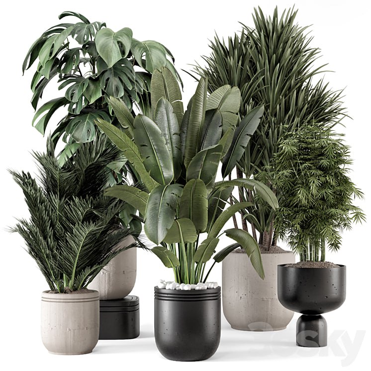 Indoor Plants in rusty Concrete Pot - Set 1331