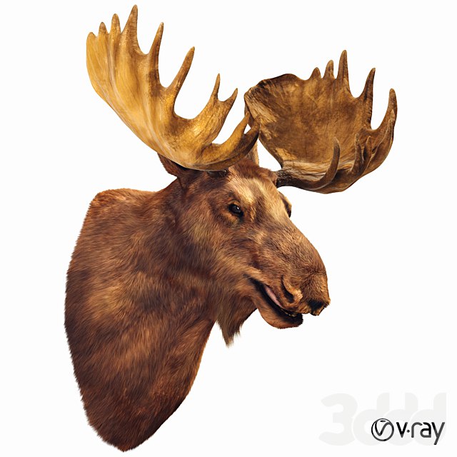 Moose head