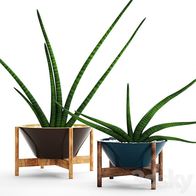 A collection of plants in pots. 64 Sansevieria, pot, flower, flowerpot, decorative