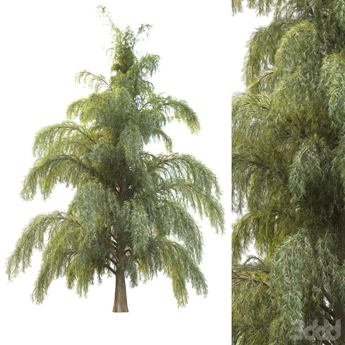 tree for landscape12 (pine tree)