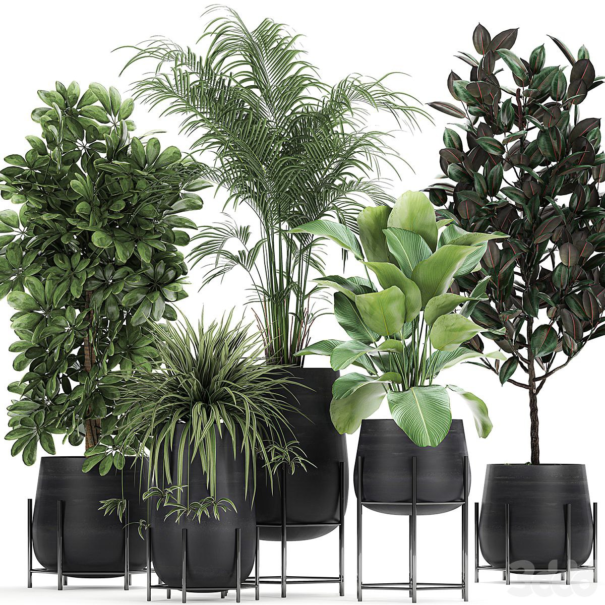 Plant collection 769. Ficus elastica, Chlorophytum, palm, howea, Schefflera, industrial style, luxury, loft, office plants, Calathea lutea, ficus abidjan, Howea forsteriana
