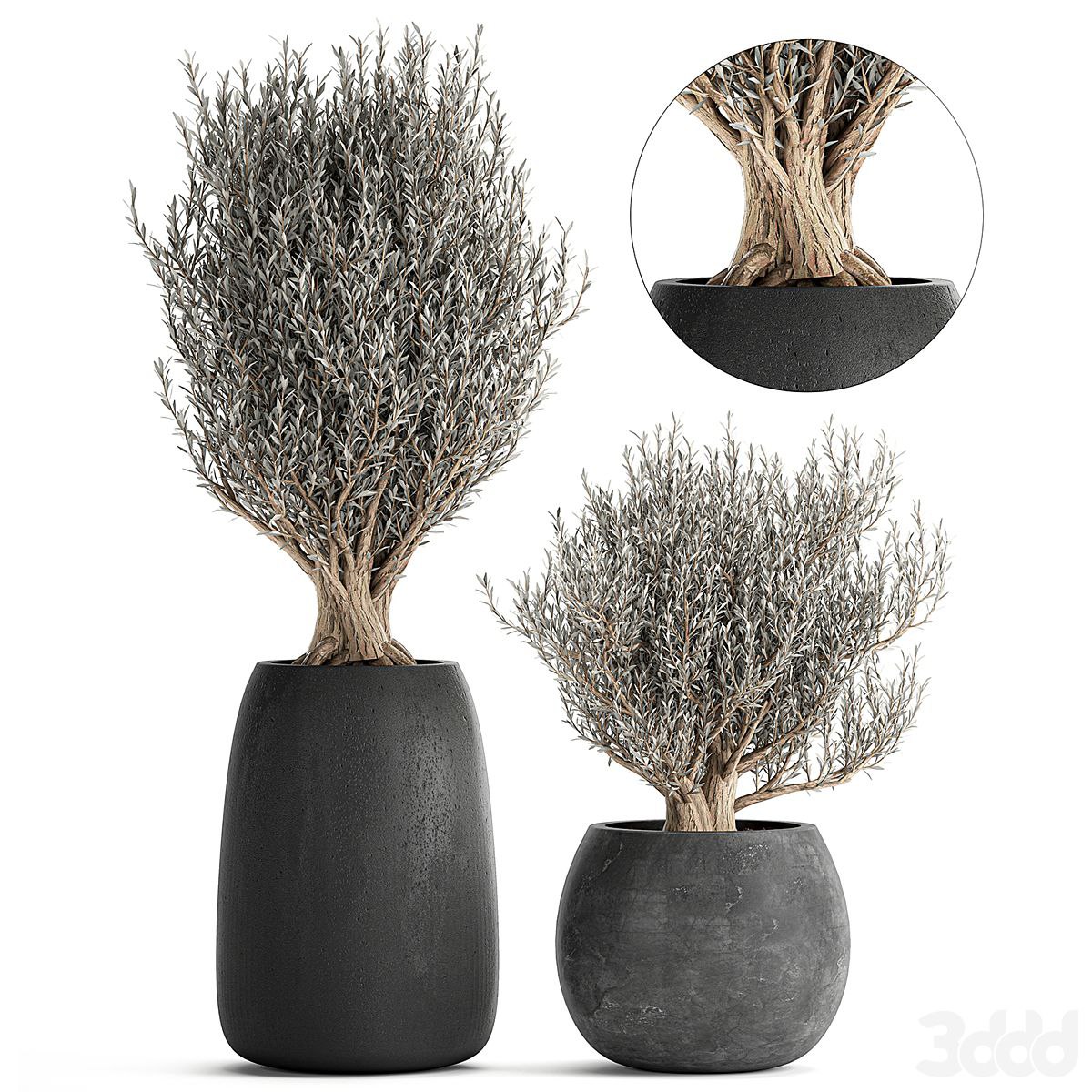 Plant collection Olea europaea 809. Oliva, tree, black pot, outdoor flowerpot, decorative, concrete, round, tree, small, bush