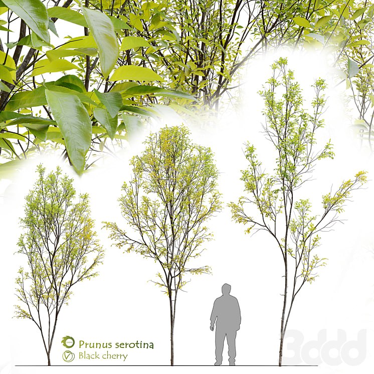 Anna Prunus serotina