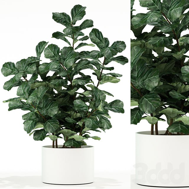 [bok197](https://t.me/bok197) Plants collection 98