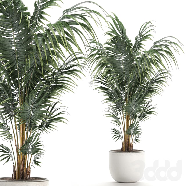 [Allexey_Fedosennko](https://t.me/Allexey_Fedosennko) Plant indoor palm 518. Howea, kentia, flowerpot, white pot, decorative, Scandinavian style, Howea forsteriana