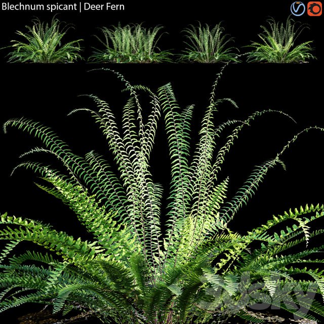 Blechnum spicant - Deer Fern - 02