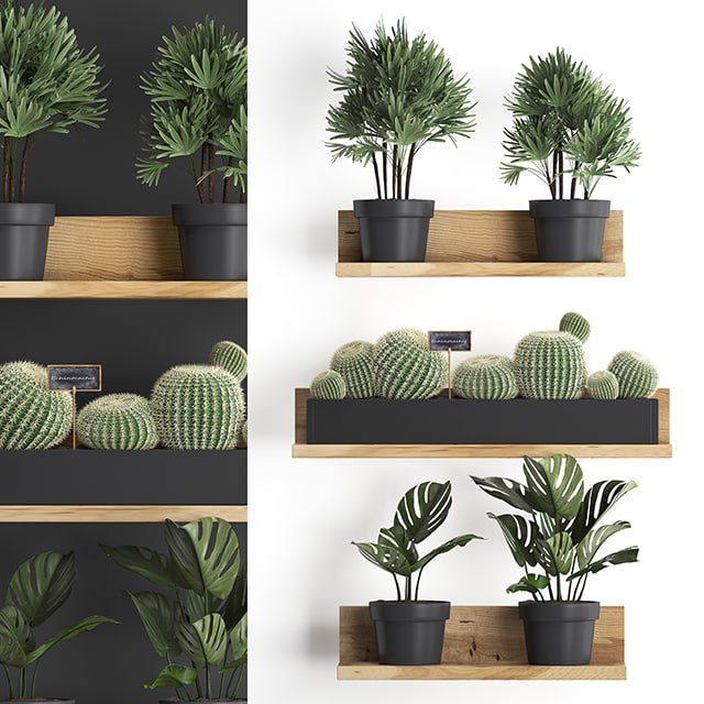 Vertical gardening. 51, Shelf with flowers, cactus, monstera, rapis, palm tree, Barrel cactus, round cactus, eco design, Raphis Palm