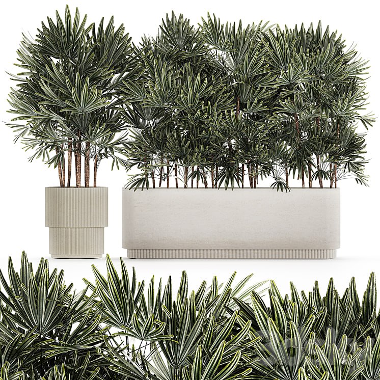A collection of lush bushes of thickets of plants in modern white pots with palm Rhapis. Set 1356.