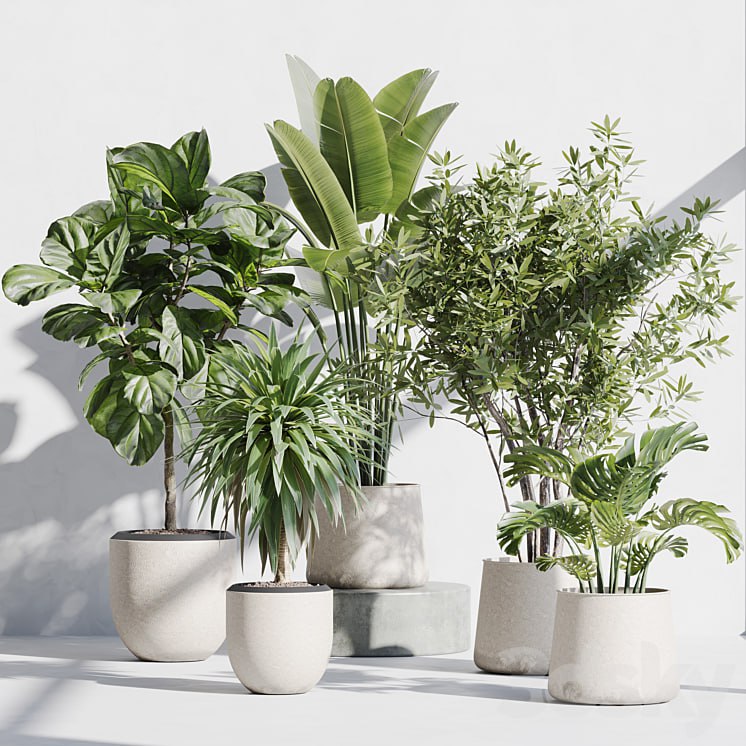 indoor plant set 66