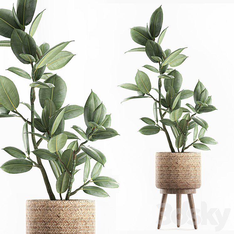 Plant ficus elastica 607. Basket, rattan, small, ornamental tree, tree, interior, Scandinavian style, Ficus elastica, Ficus rubbery