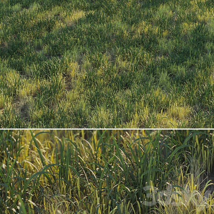 Uncut forest grass collection 03