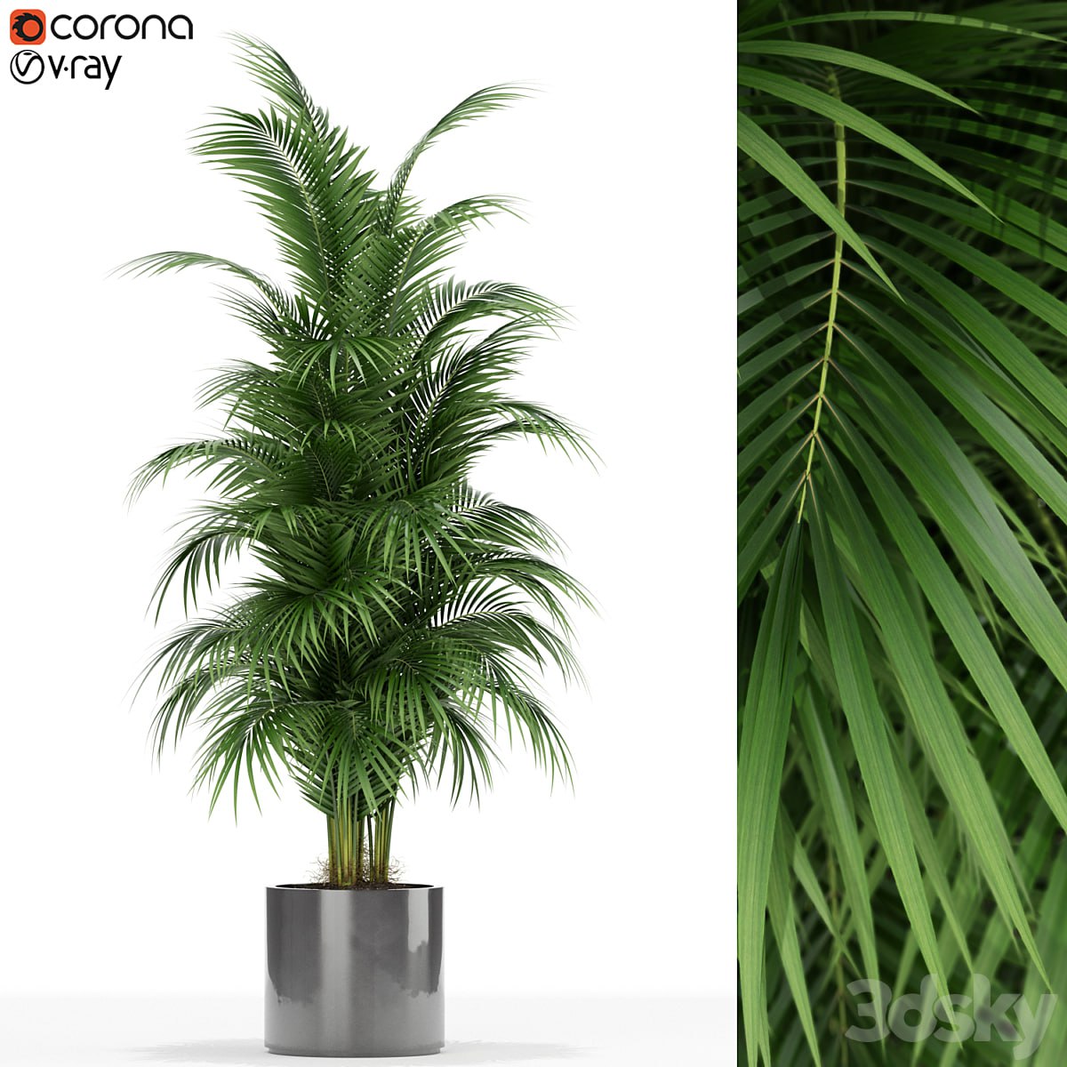 Plants collection 176