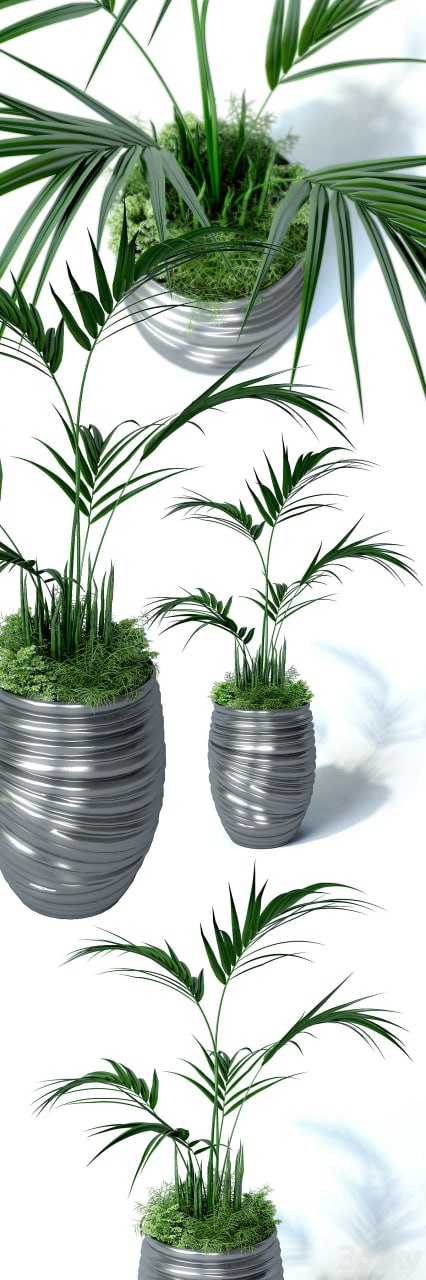 Howea palm composition