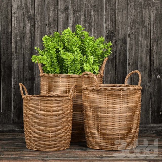 Basket with plants
