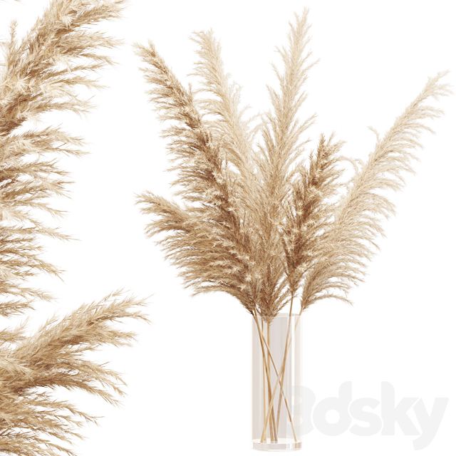 Big dried flower pampas grass in glass vase