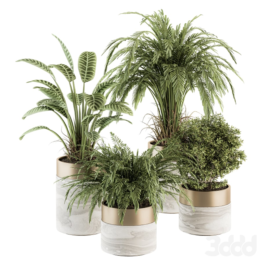 indoor Plant Set 245 - Plant Set in pot