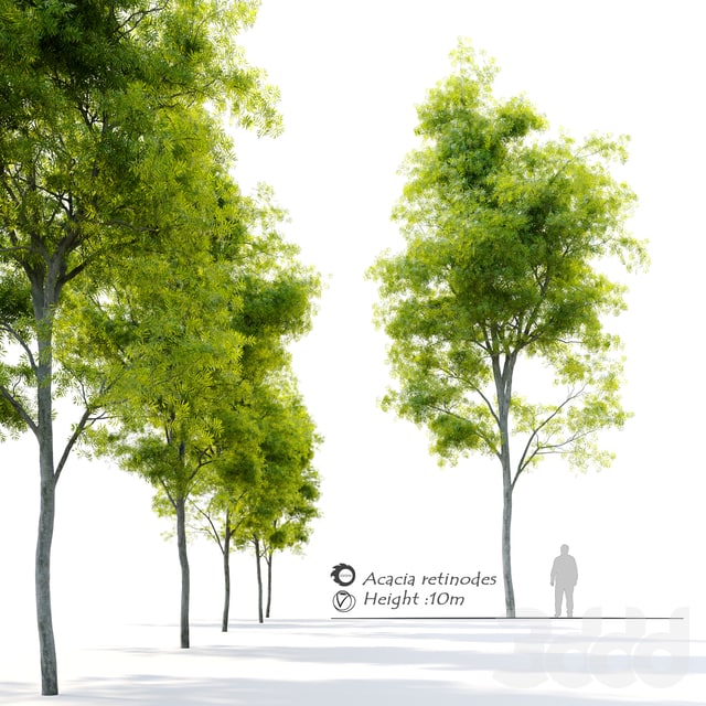 Acacia retinodes (water wattle)