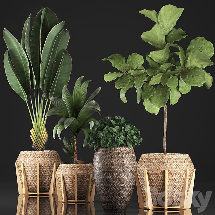 Plant collection 348. Ficus Lyrata, basket, rattan, Ravenala, banana, nucifera coconut, indoor plants, eco design, strelitzia