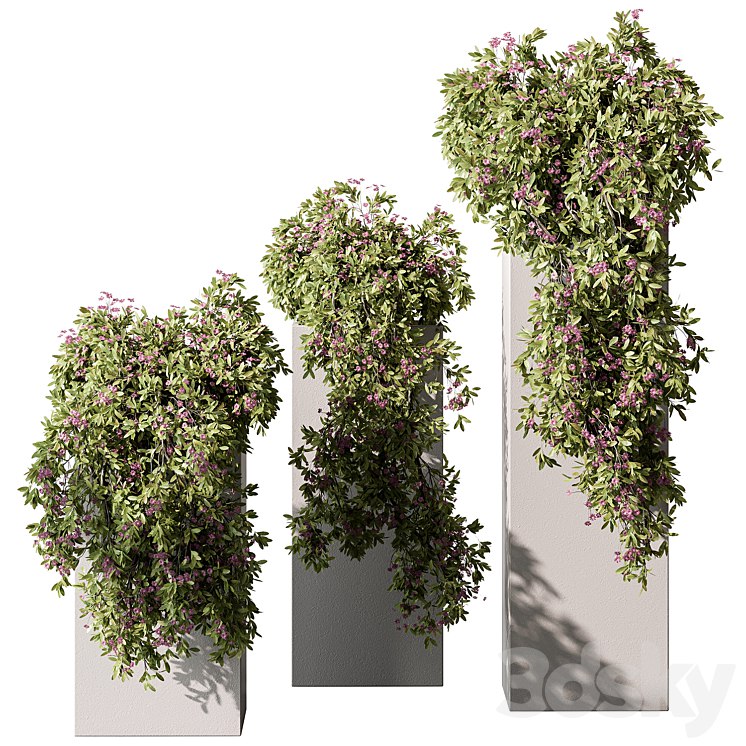 Hanging Plant in Box - Outdoor Plants 454