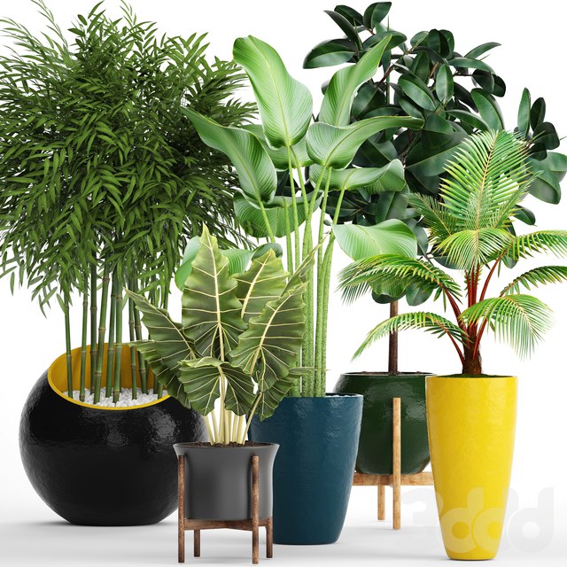 A collection of plants in pots