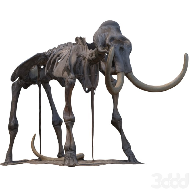 Mammoth skeleton