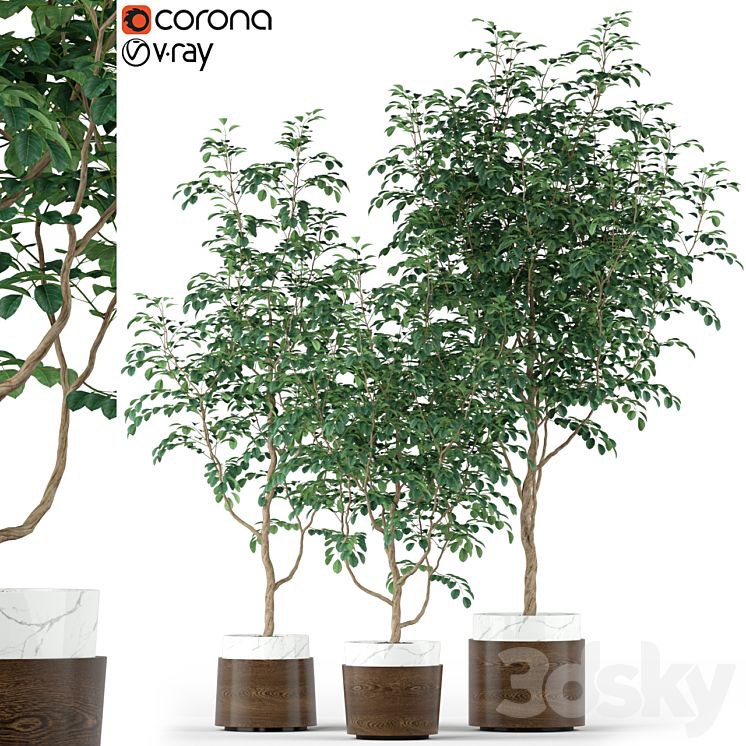 Plants collection 205