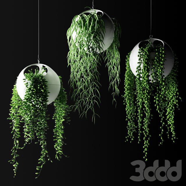 Hanging plants in flower pots | Hanged Plants in spherical hanging planters