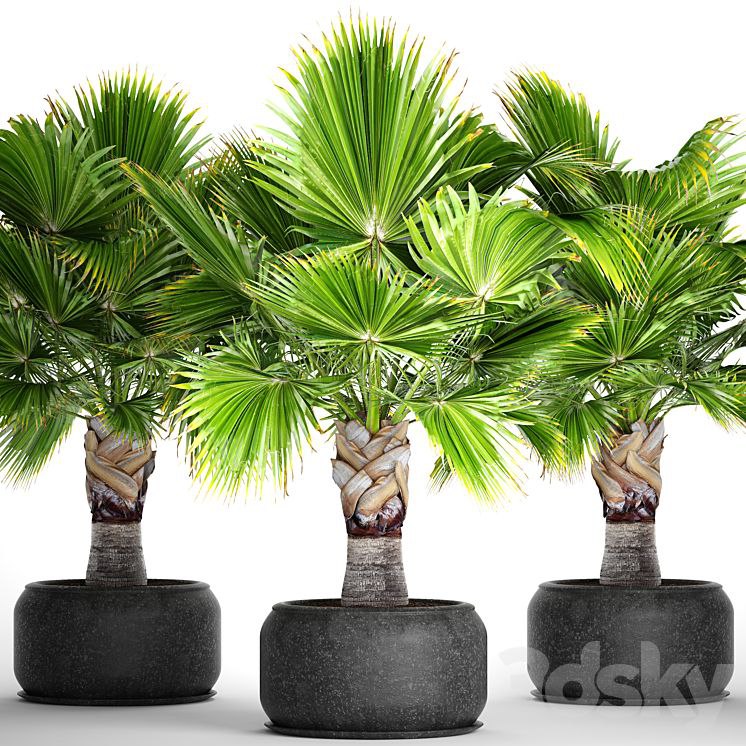 Brahea edulis. Brachea, fan palm, decorative, outdoor, indoor, black pot, flowerpot