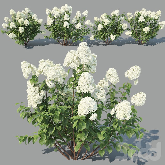 Hydrangea Paniculata 4 variations