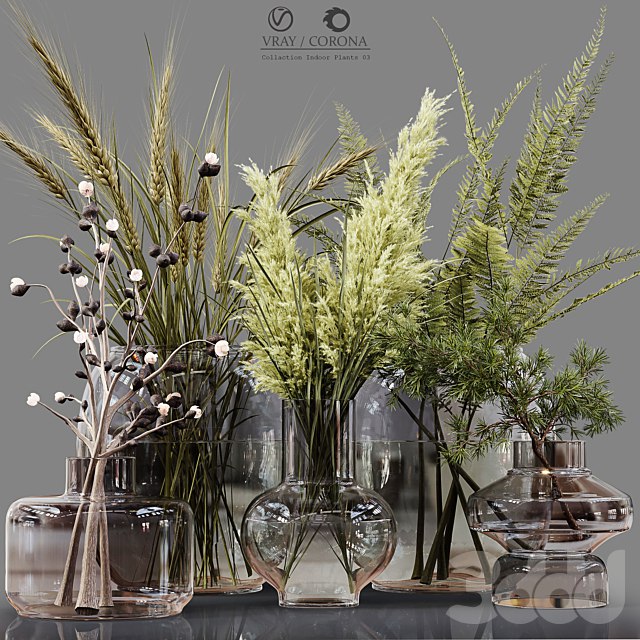 Collaction Indoor Plants 03