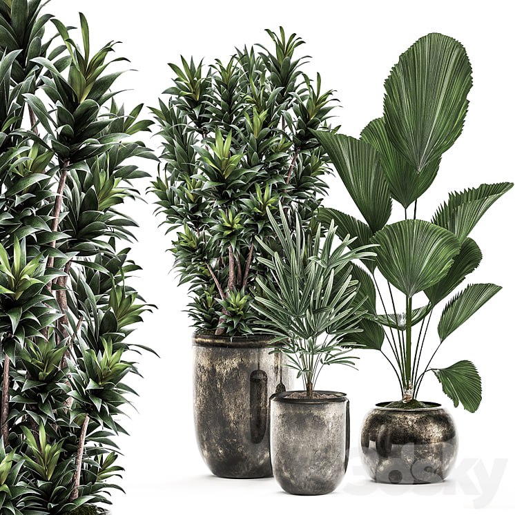 Plant Collection 531. Dracaena, Likuala, palm tree, rapis, black flowerpot, luxury pot, flowerpot