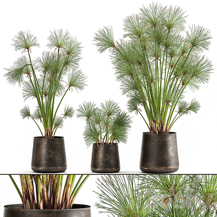 Plant collection 1048. papyrus, syt, cyperus, flowerpot, outdoor, exotic, rust, bush, landscaping