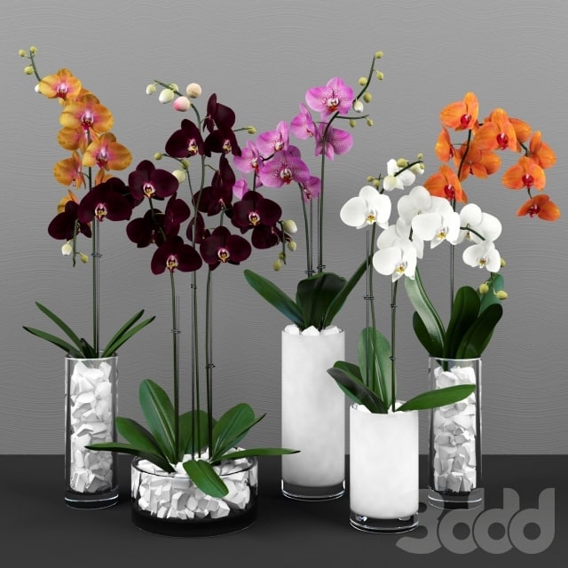 Phalaenopsis orchids set