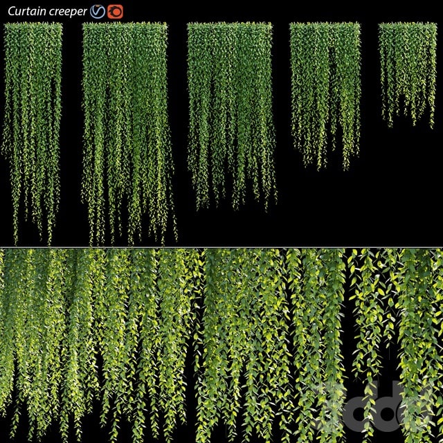 Vernonia Elliptica | Curtain creeper