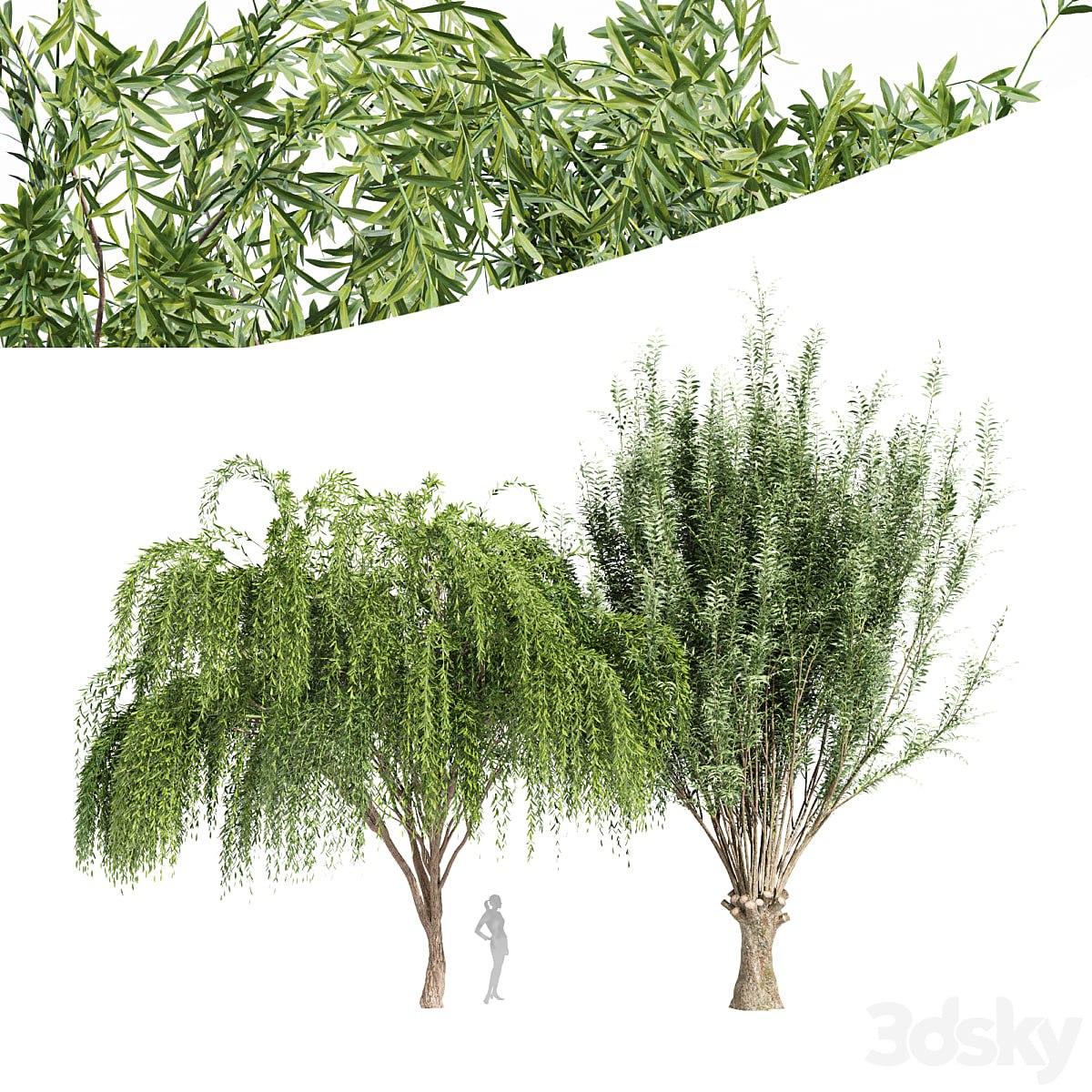 2tree-Pollard willow Weeping willow
