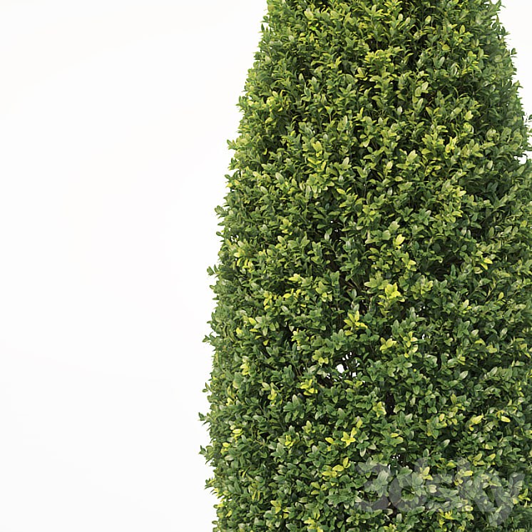 Buxus Sempervirens # 12 bullet shape V3