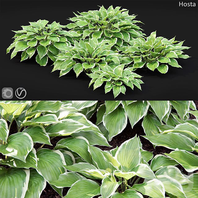 Hosta