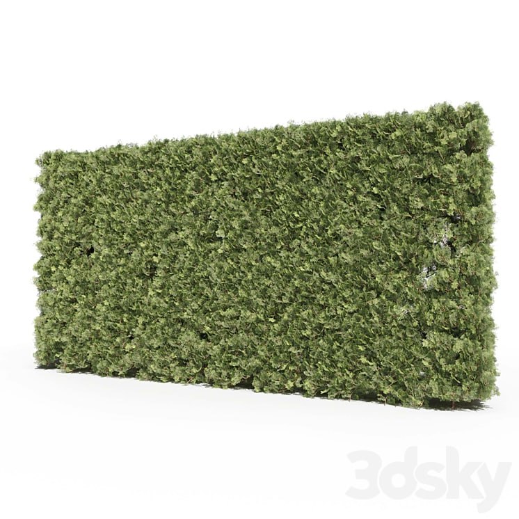 Thuja # 3 (Thuja # 3)