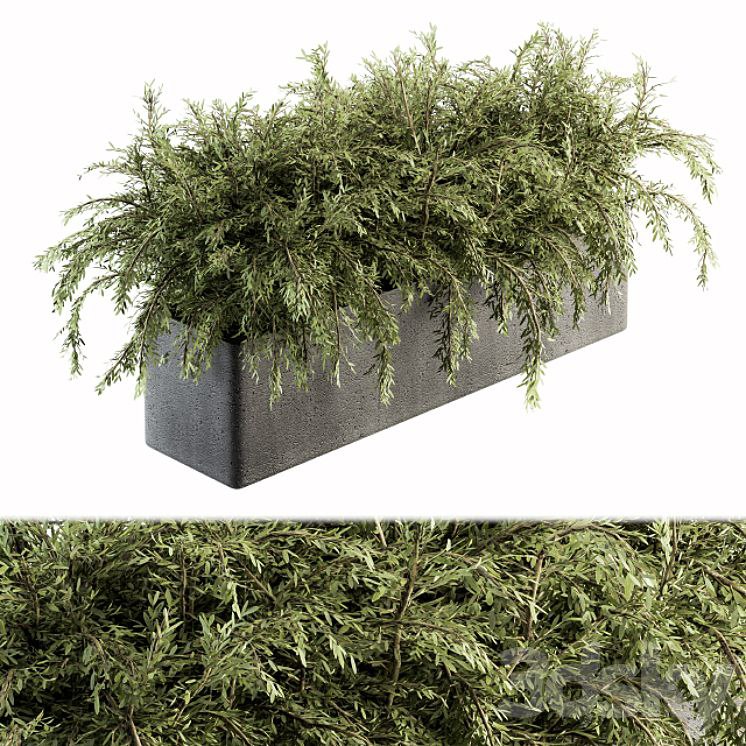 Outdoor Plant Set 180 - Plant in Pot