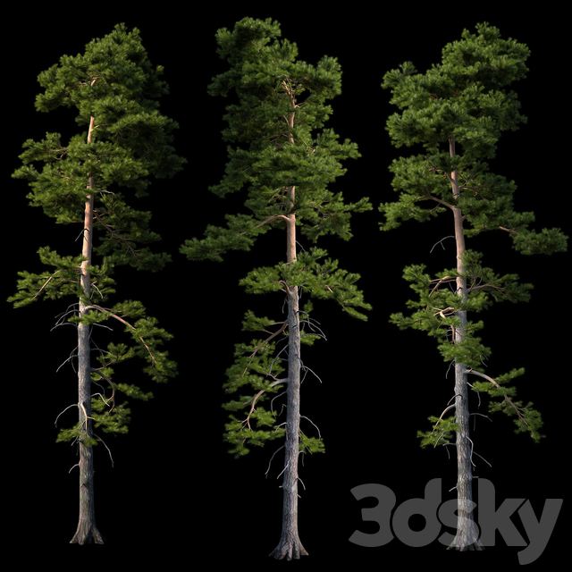 European pine