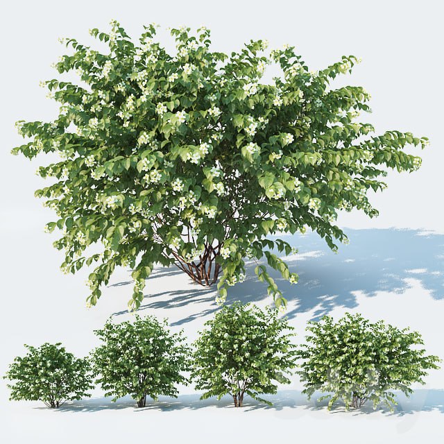 Philadelphus Coronarius 4 versions