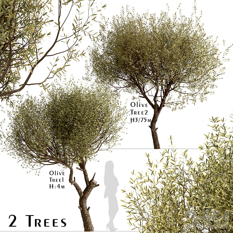 Set of Olive Trees (Olea Europaea) (2 Trees)