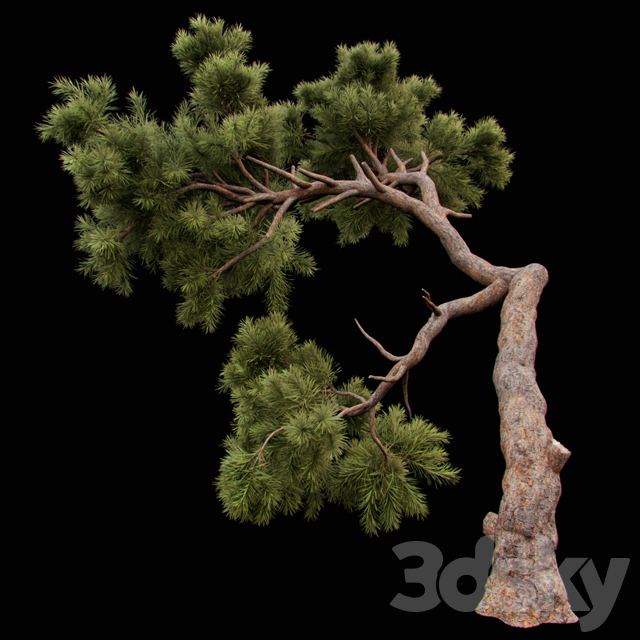 Curved Pine